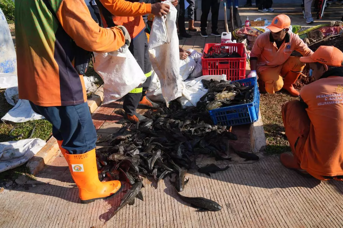 Municipal workers unload sacks of recently caught janitor fish to be killed and buried during a campaign to remove the invasive species from the city's rivers, canals and water reservoirs, in Jakarta, Indonesia, Friday, April 24, 2026. (AP Photo/Tatan Syuflana)