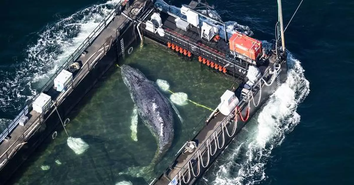 A barge carrying Timmy the humpback whale journeys to the North Sea
