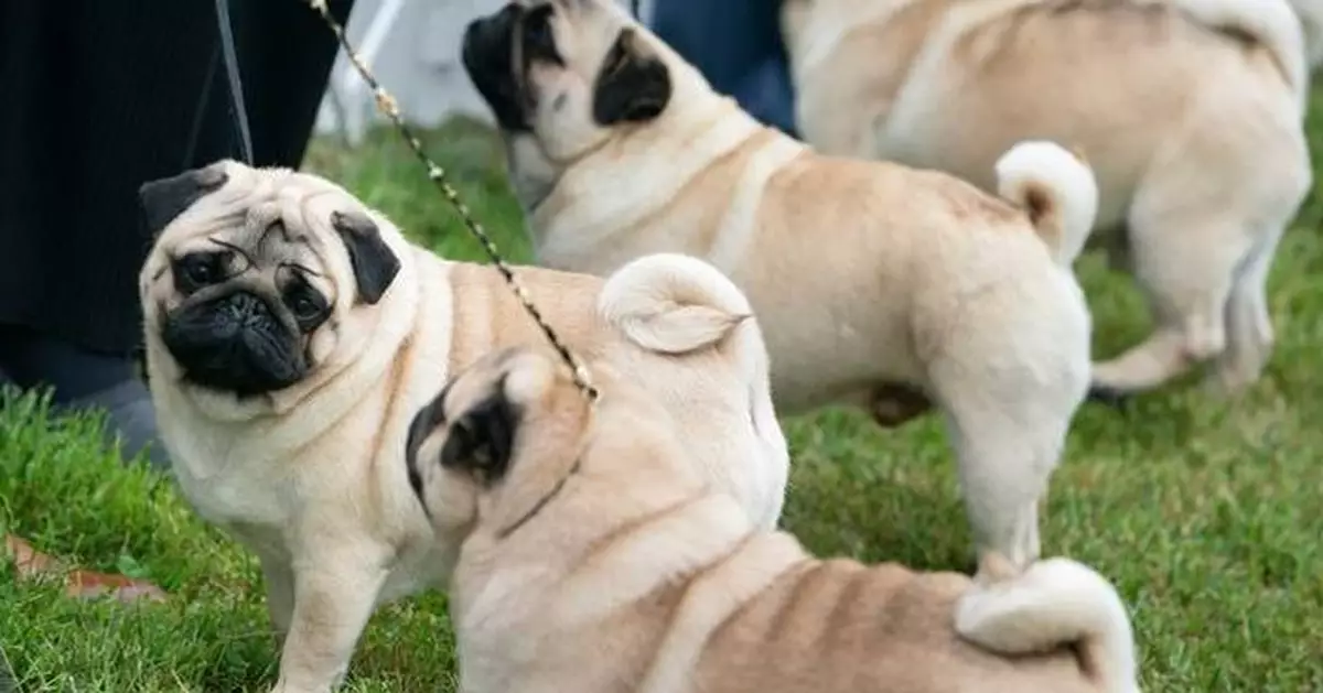 Judge tosses PETA's lawsuit against the American Kennel Club over dog breed health