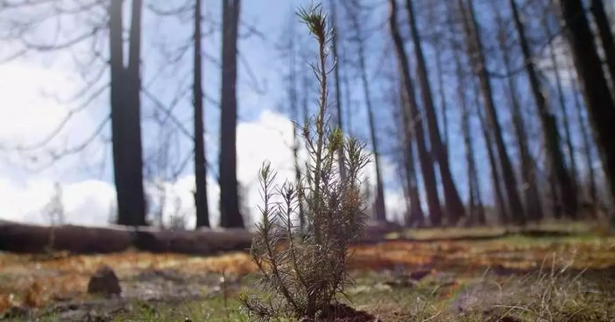 P&amp;G and Charmin Extend Tree-Planting Initiative Across the U.S. with the Arbor Day Foundation