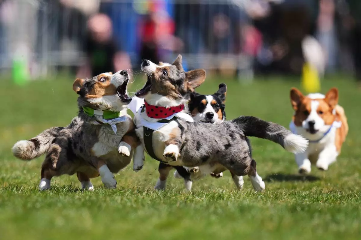 Corgis compete during the Czech Corgi Run event in Prague, Czech Republic, Saturday, April 25, 2026. (AP Photo/Petr David Josek)