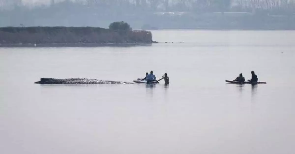 German rescuers plan to use air cushions to save Timmy the stranded whale
