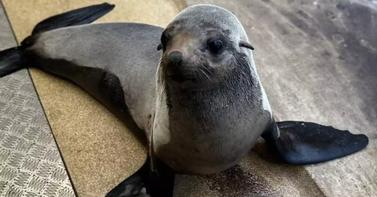New Seal Bella Joins the Seal Family at SEA LIFE Sunshine Coast