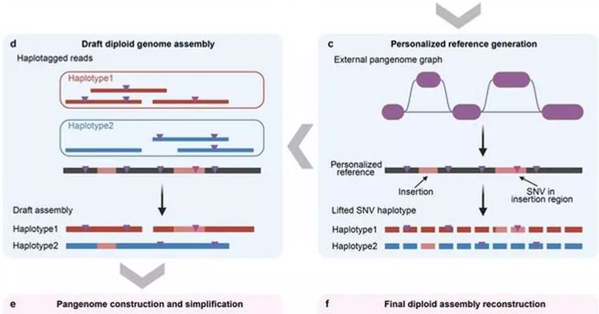 Assembling Over 1,000 Human Genomes Affordably: New Method Powers Medicine's Future