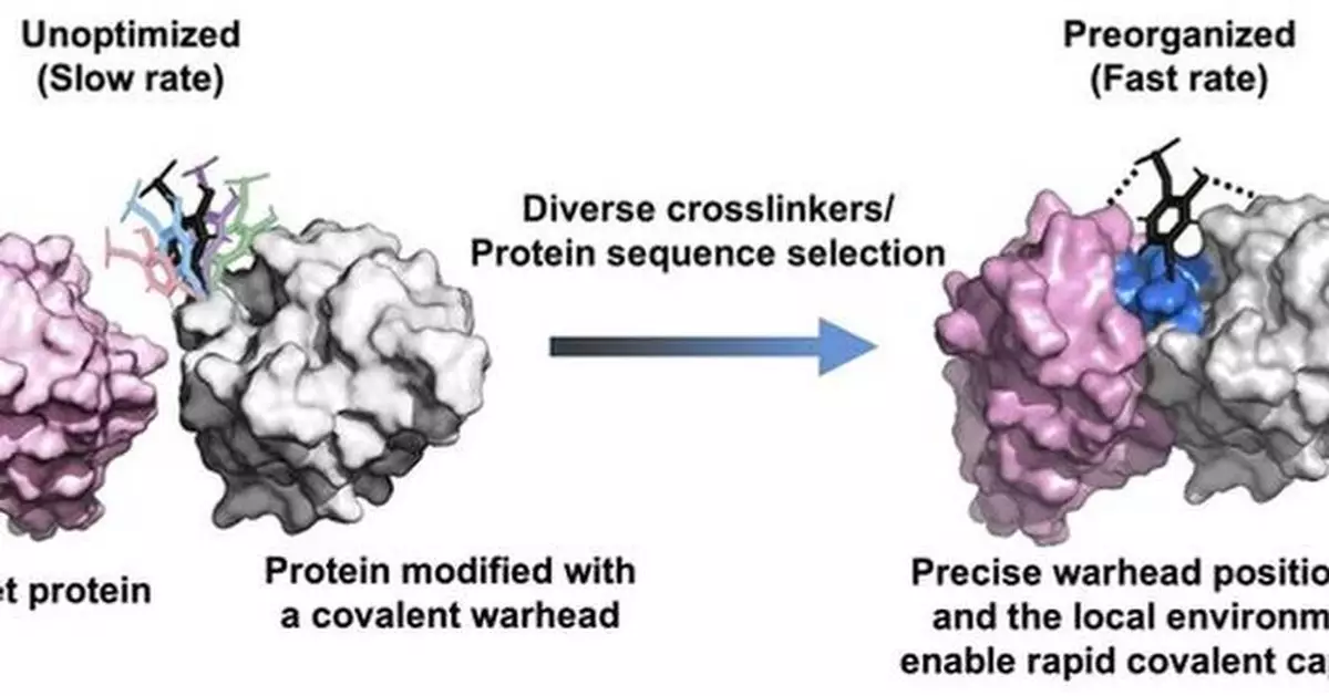 Fast-Acting Covalent Protein Drugs From a New High-Throughput Platform