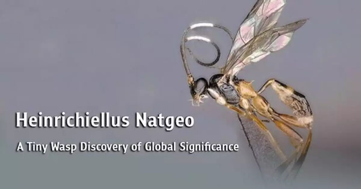 Heinrichiellus Natgeo: A Tiny Wasp Discovery of Global Significance