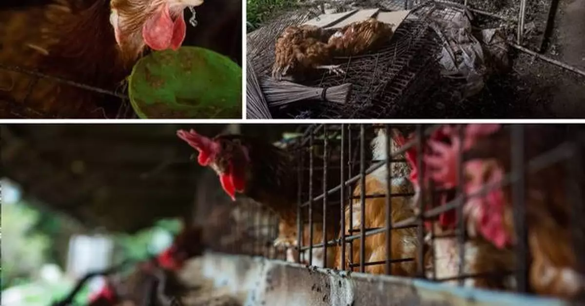 Marriott's 2025 Cage-Free Pledge in the Spotlight as Field Visit Raises Animal Welfare and Hygiene Concerns