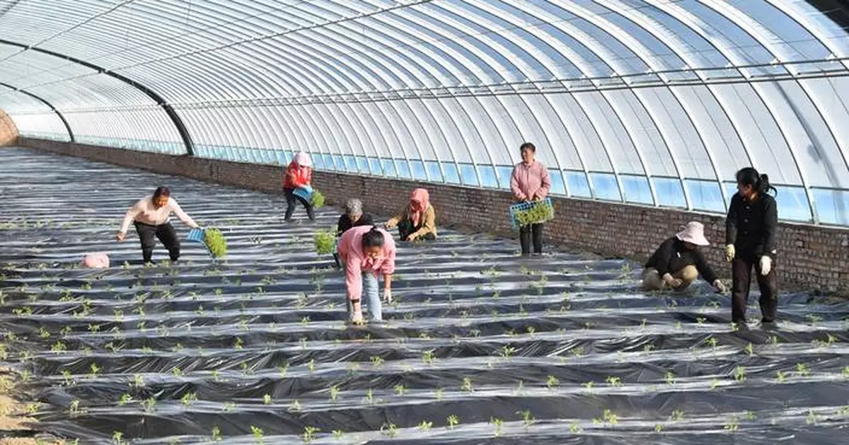 From Coal Mining to Agriculture: An Ecological Initiative at a Chinese Coal Mine