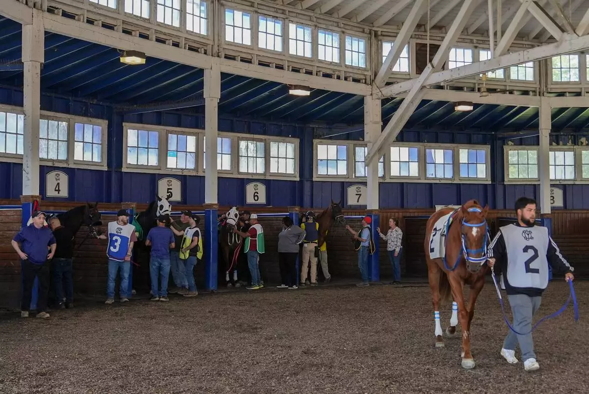 A horse is walked around the paddock during Laurel Park's Preakness Meet, Friday, May 8, 2026, in Laurel, Md. (AP Photo/Julia Demaree Nikhinson)