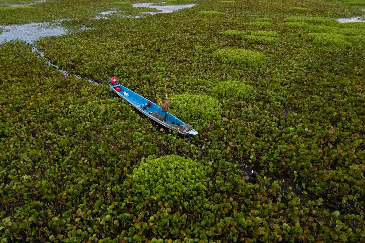 FILE - A fishermen tries to navigate while surrounded by an invasive plant called a water hyacinth, also known as Eichhornia crassipes on the outskirts of Nueva Venecia, Colombia, April 30, 2026. (AP Photo/Ivan Valencia, File)