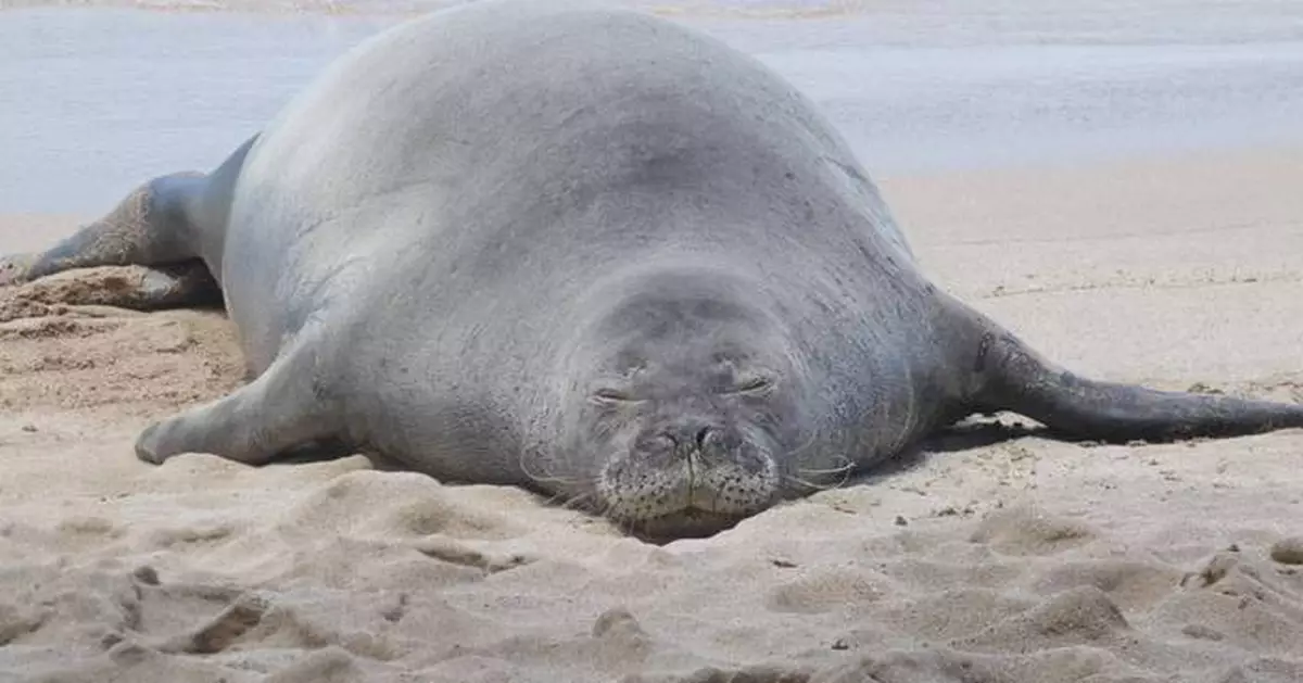 Lawyer says tourist accused of hurling rock at Hawaiian monk seal has been doxed and threatened