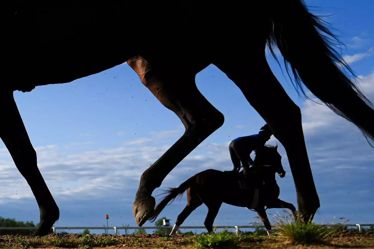Horses work out at sunrise ahead of the 102nd running of the Black-Eyed Susan horse race, Friday, May 15, 2026, at Laurel Park in Laurel, Md. (AP Photo/Julia Demaree Nikhinson)