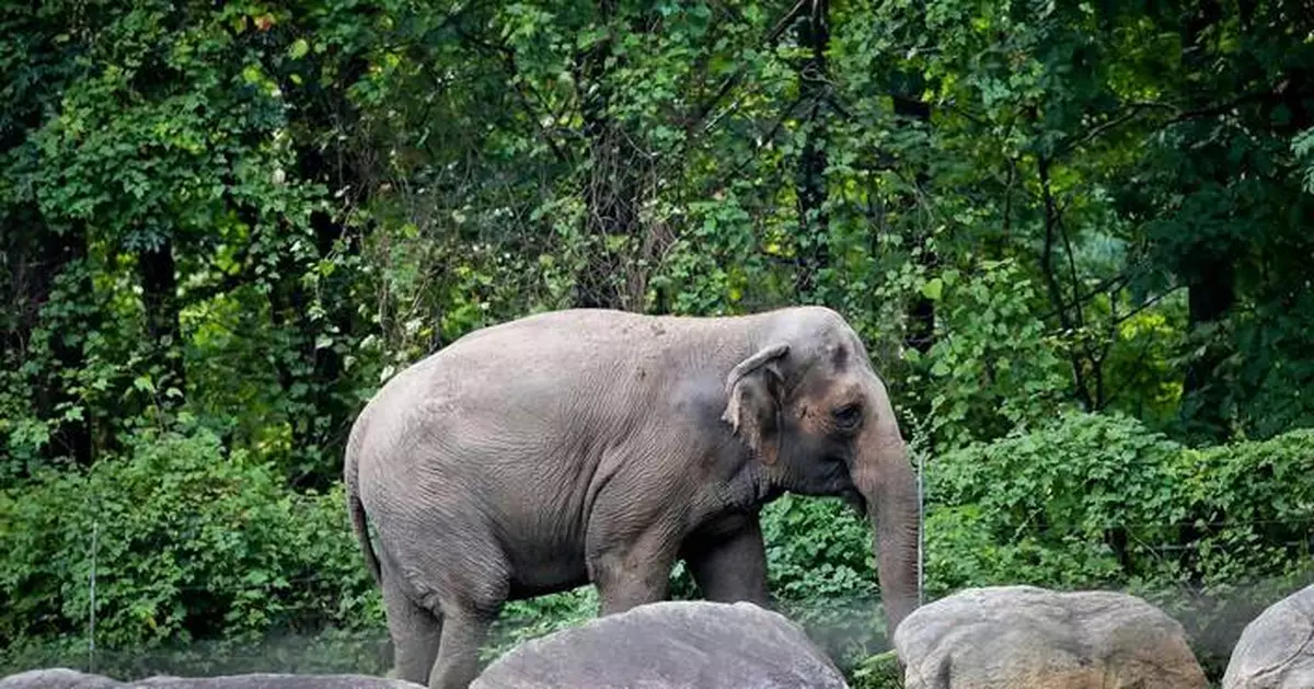 Happy, who taught researchers that elephants can recognize themselves, is euthanized at Bronx Zoo