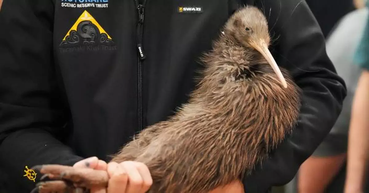 A citizen campaign returns iconic kiwi birds to New Zealand's capital after a century-long absence