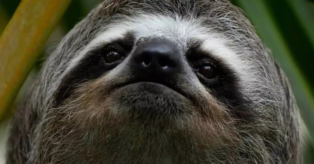 A second sloth dies after transfer to a central Florida zoo from troubled Sloth World