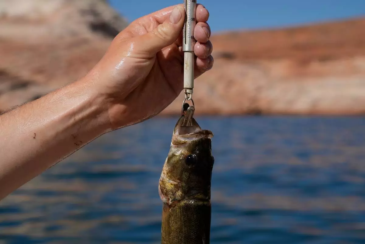 FILE - Utah State University lab technician Justin Furby weighs a smallmouth bass June 7, 2022, in Page, Ariz. (AP Photo/Brittany Peterson, File)
