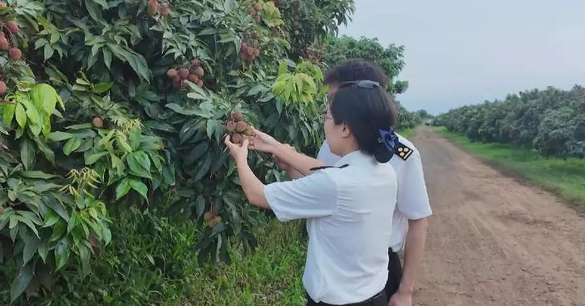Lychee exports from south China's Hainan surge as streamlined customs procedures cut delivery time