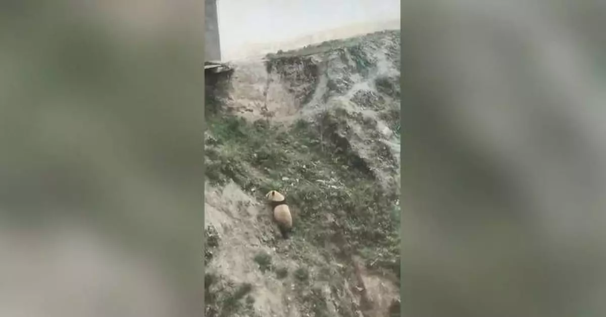 Rare sighting as wild giant panda spotted strolling on hillside in southwest China
