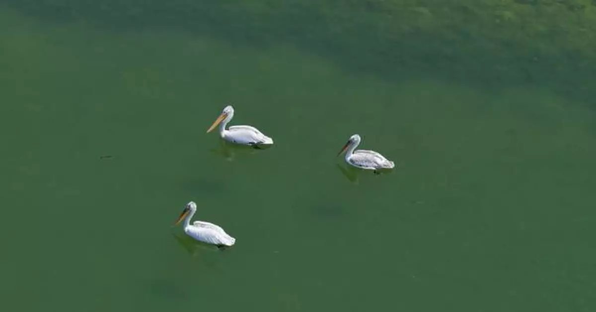 Rare birds spotted in northwest China's wetland