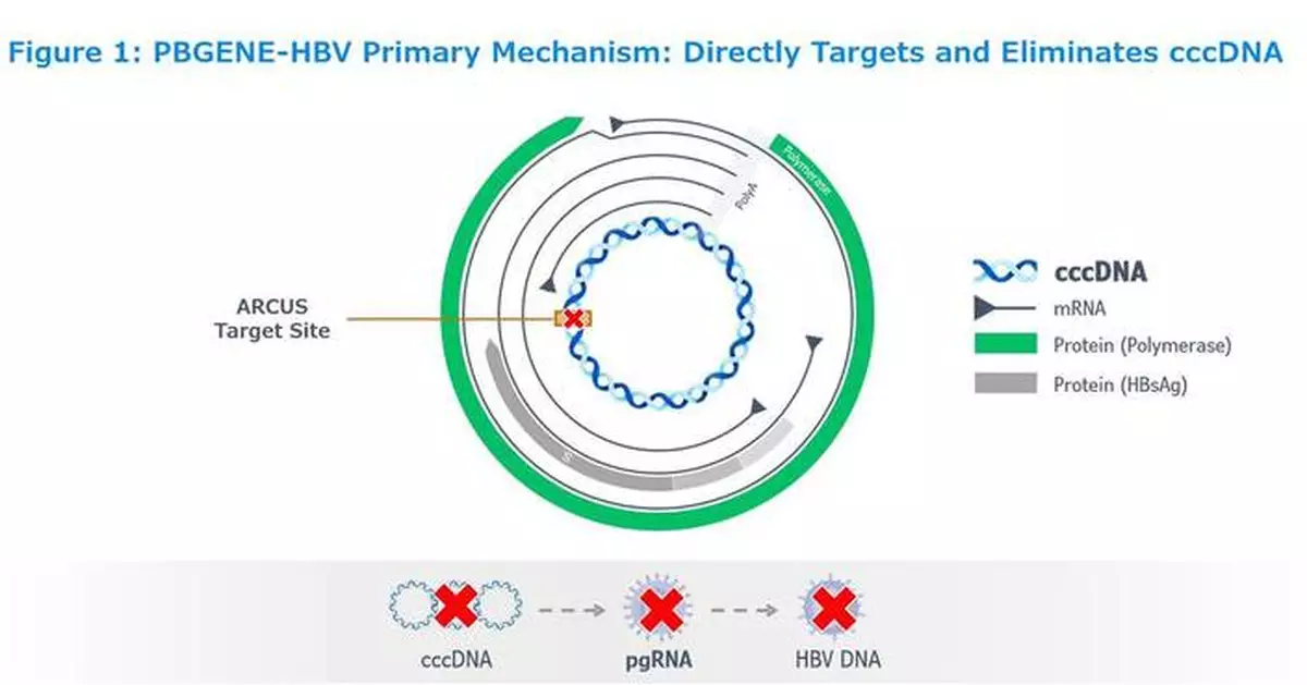 Precision BioSciences Announces New and Late-Breaking PBGENE-HBV Clinical Data from the ELIMINATE-B Study at European Association for the Study of the Liver Congress 2026