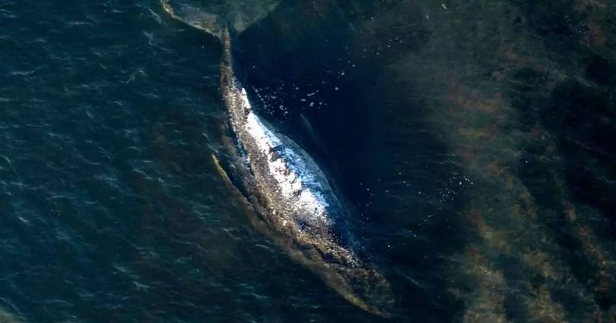 Dead humpback whale brought to shore in Denmark with autopsy set next week