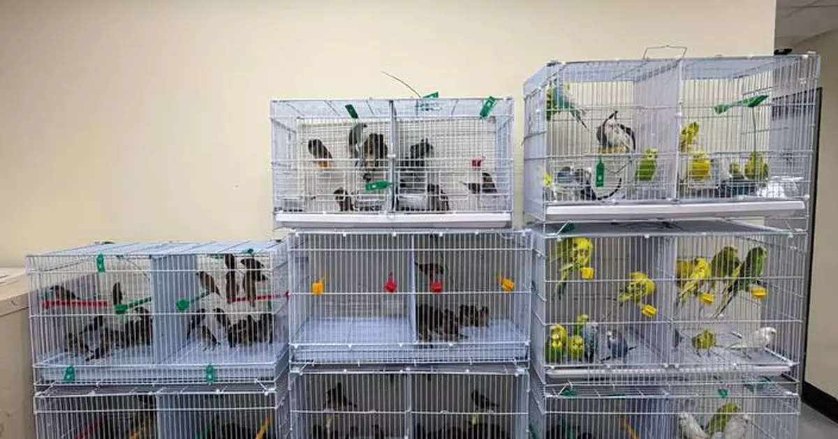 Hong Kong Customs Seizes 242 Illegal Birds Worth $48,400 at Lok Ma Chau Control Point