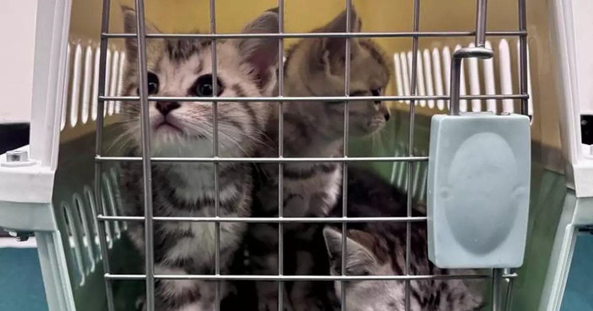 Hong Kong Customs Seizes Six Illegal Cats Worth $60,000 at Lok Ma Chau Control Point