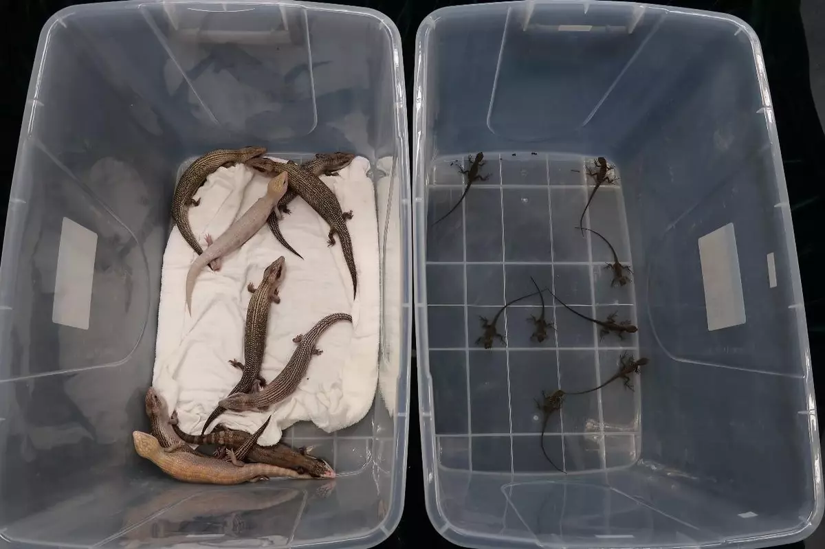 Hong Kong Customs seizes live lizards of suspected scheduled endangered species Source: HKSAR Government Press Releases
