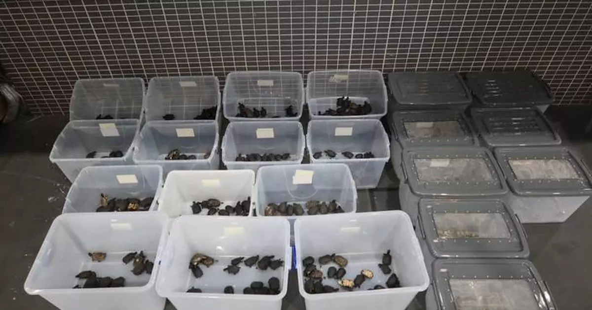 Hong Kong Customs Seizes 427 Turtles and Lizards in Smuggling Busts at Border Control Points