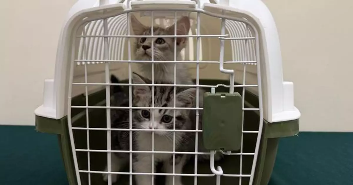 Hong Kong Customs Seizes Four Illegal Imported Live Cats Worth About $70,000