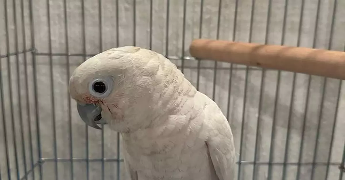 AFCD seizes 18 endangered parrots in Lau Fau Shan operation, arrests two men for illegal possession.