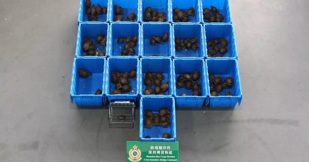 Hong Kong Customs Seizes 153 Endangered Turtles Worth $1.58 Million at Shenzhen Bay Control Point