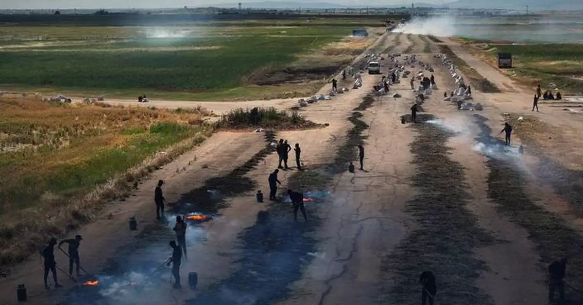 Photos of the freekeh harvest, Syria's roasted green wheat grain