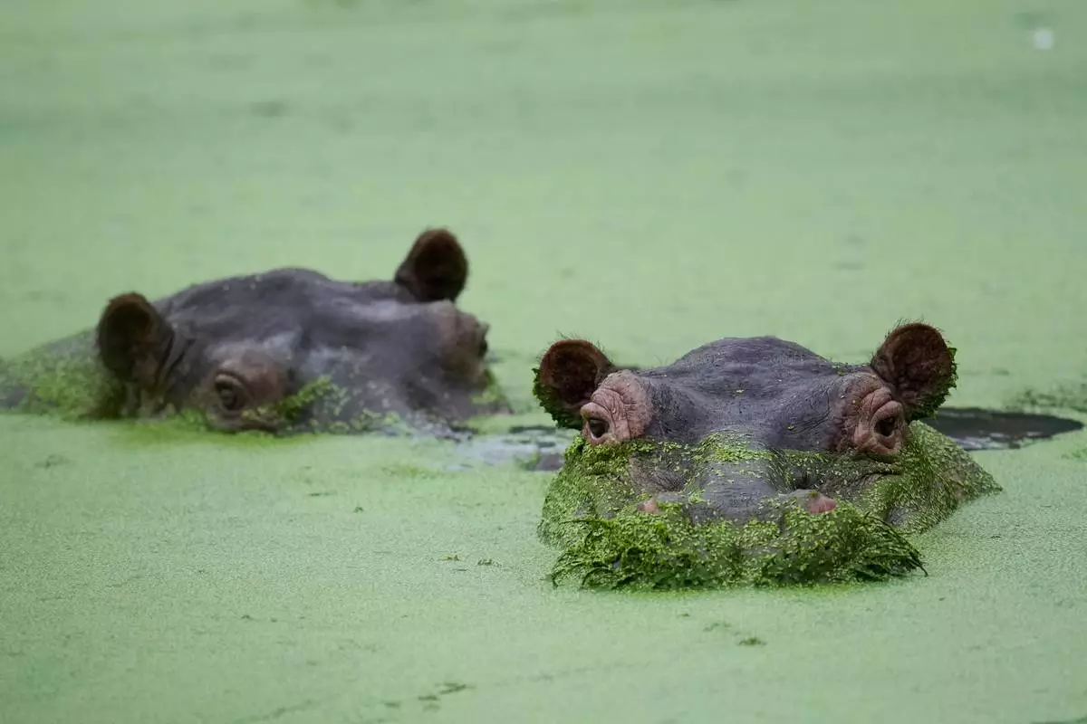 FILE - Hippos wallow at a lagoon in the Hacienda Napoles Park, once the private estate of drug kingpin Pablo Escobar, in Puerto Triunfo, Colombia, Friday, April 24, 2026. (AP Photo/Fernando Vergara, File)