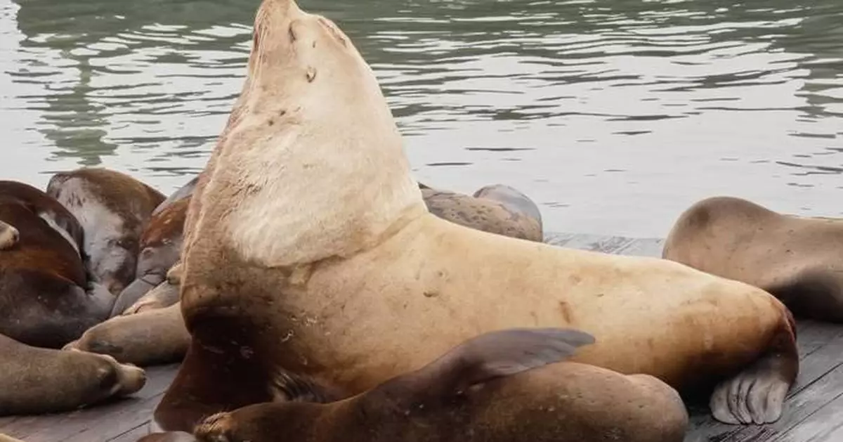Chonkers the sea lion draws crowds to San Francisco's Pier 39