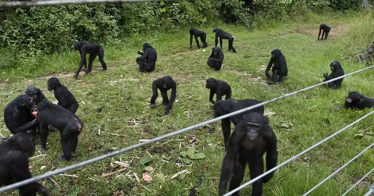 A rare sanctuary in Congo looks after baby bonobos away from poaching threat