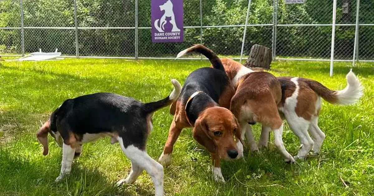 Black Sabbath bass player, Debbie Gibson praise effort to find new homes for beagles