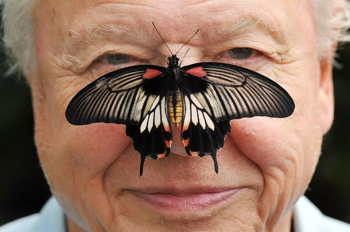 FILE - Butterfly Conservation President Sir David Attenborough poses for a photo with a south east Asian Great Mormon Butterfly on his nose, as he launches the Big Butterfly count at London Zoo, July 11, 2012. (John Stillwell/PA via AP, File)