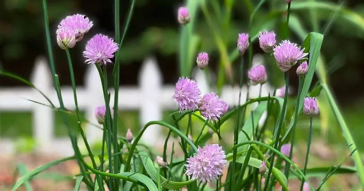 Microgardening means getting a surprisingly big harvest from a windowsill or balcony garden