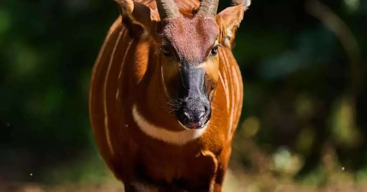 'Ghost of the forest' returns to Kenya as conservationists reintroduce rare antelope into the wild