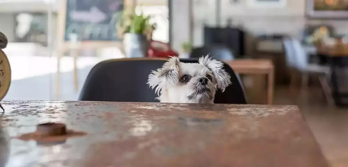 Guidelines Released for Restaurants Allowing Dogs to Enhance Food Safety and Customer Experience