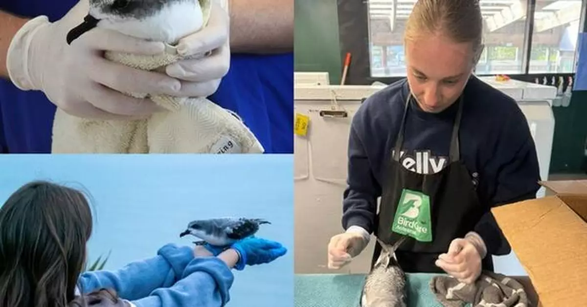 SEA LIFE Kelly Tarlton's is Lighting the Way for Cook's Petrels