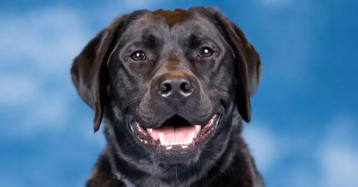 USAA Introduces Smoky: A K9 Ambassador Rooted in Military Heritage and Well-being