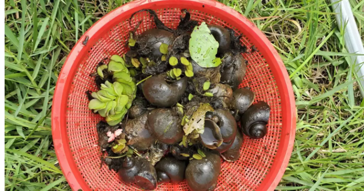 Lingnan University joint research analyses genome of global agricultural pest ‘apple snail’: Ancient viral gene-driven evolution of ‘terrestrial oviposition’ ability