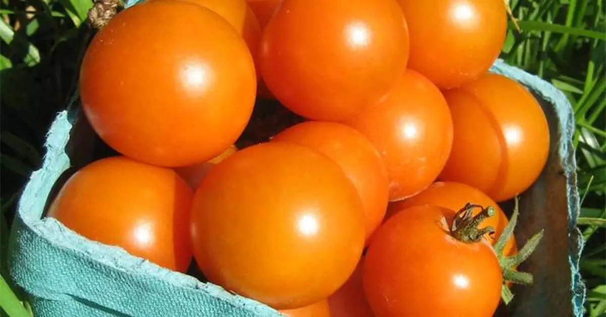 5 tomato superstars for a mouthwatering summer harvest