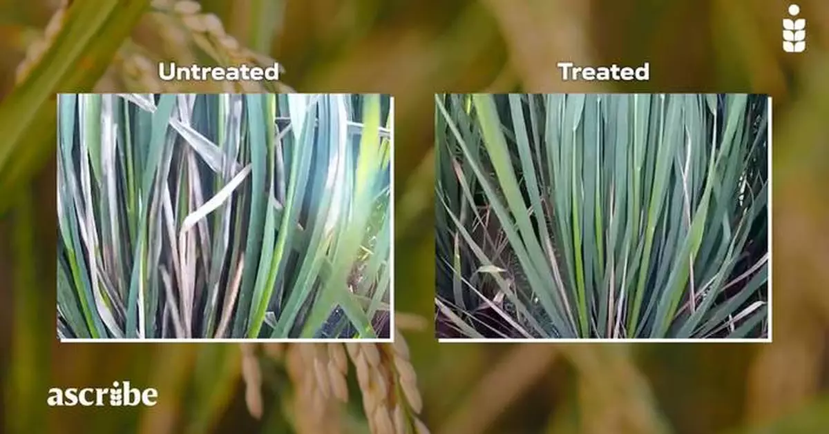 Syngenta and Ascribe Bioscience Partner to Bring New Biofungicide to Asian Farmers