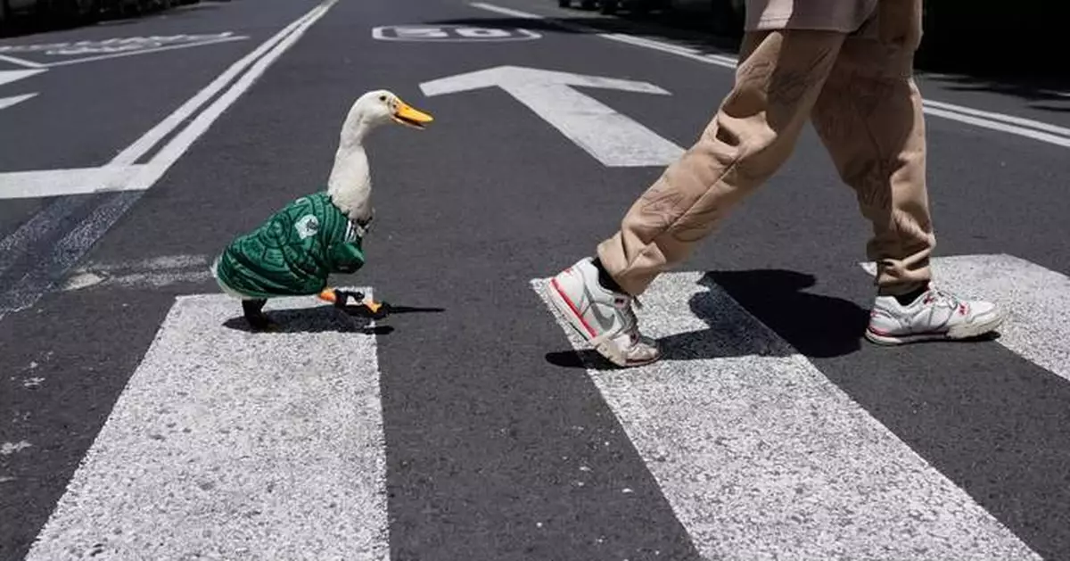 Meet Merlin the duck, a Mexico City streetside regular turned World Cup mascot