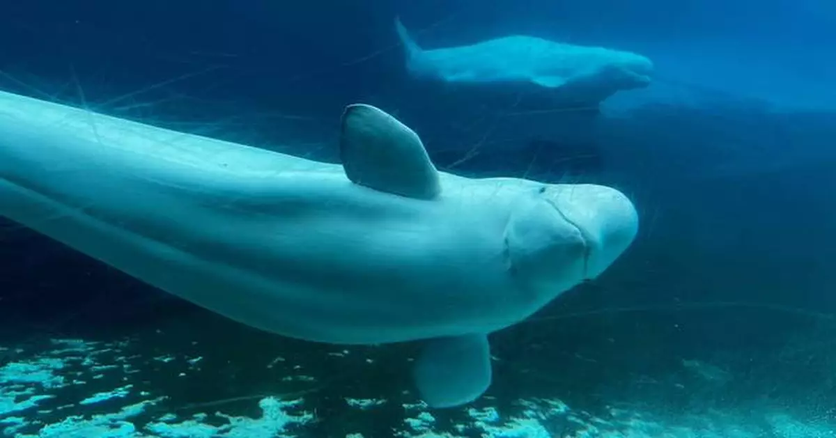 Canadian government endorses a plan to move whales from shuttered Marineland park to US and Spain