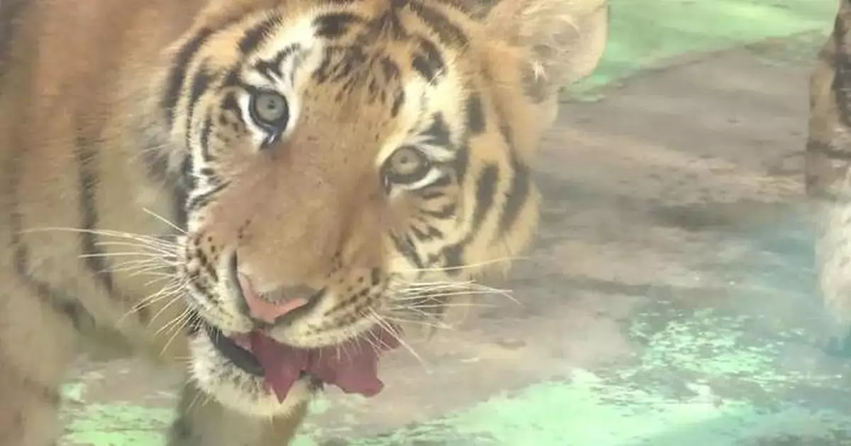 Six tiger cubs celebrate first birthday with local children in Xi'an