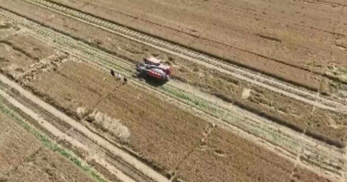 China completes 60 percent of wheat harvest with high yields expected